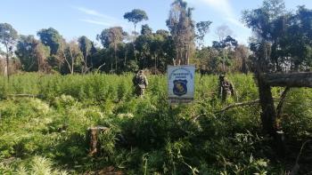 Caaguazú: Antinarcóticos eliminó 4 hectáreas de marihuana en etapa de cosecha